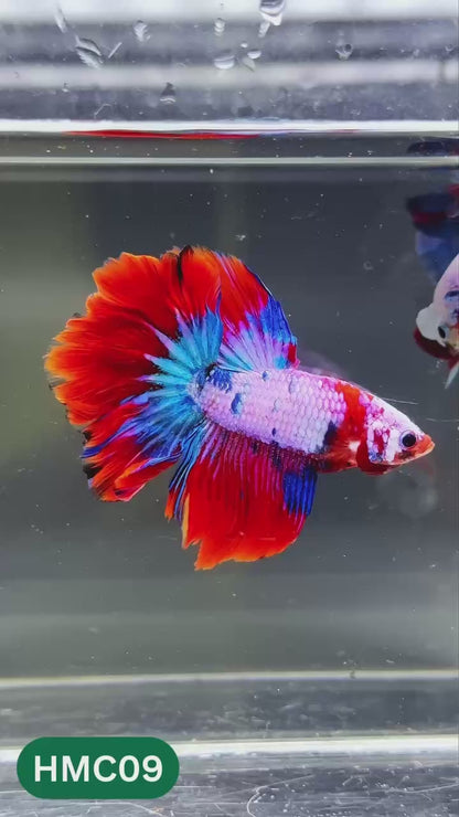 Multicolor Halfmoon Male Betta Fish | High Grade | Order Directly From Farm |  You Pick Fish