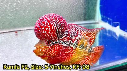 Golden Base Kamfa Flowerhorn Cichlid | You Pick Fish |