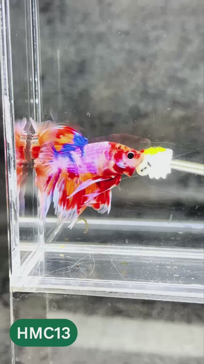 Multicolor Halfmoon Male Betta Fish | High Grade | Order Directly From Farm |  You Pick Fish |