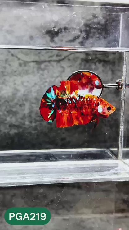 King Giant Plakat Male Betta Fish | You Pick Fish | High Grade