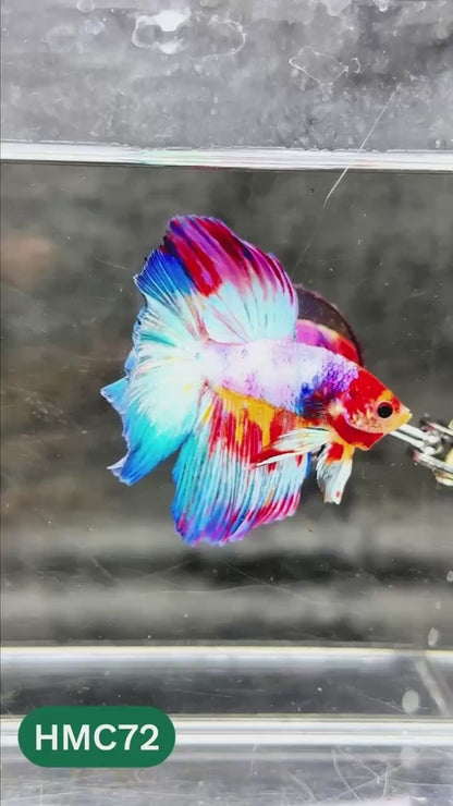 Multicolor Halfmoon Male Betta Fish | High Grade | Order Directly From Farm |  You Pick Fish |