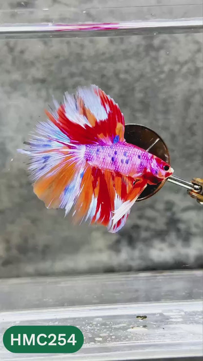 Multicolor Halfmoon Male Betta Fish | Order Directly From Farm | You Pick Fish
