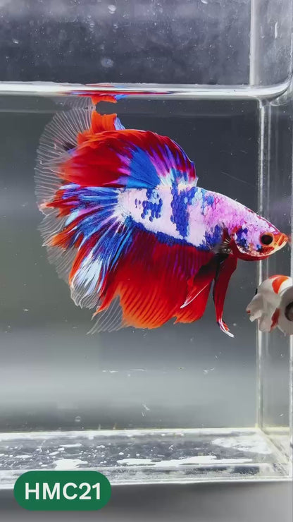 Multicolor Halfmoon Male Betta Fish | High Grade | Order Directly From Farm |  You Pick Fish