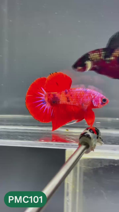 Multicolor Plakat Male Betta Fish |Show Grade|  You Pick Fish