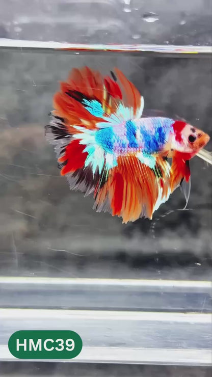 Multicolor Halfmoon Male Betta Fish | High Grade | Order Directly From Farm |  You Pick Fish |