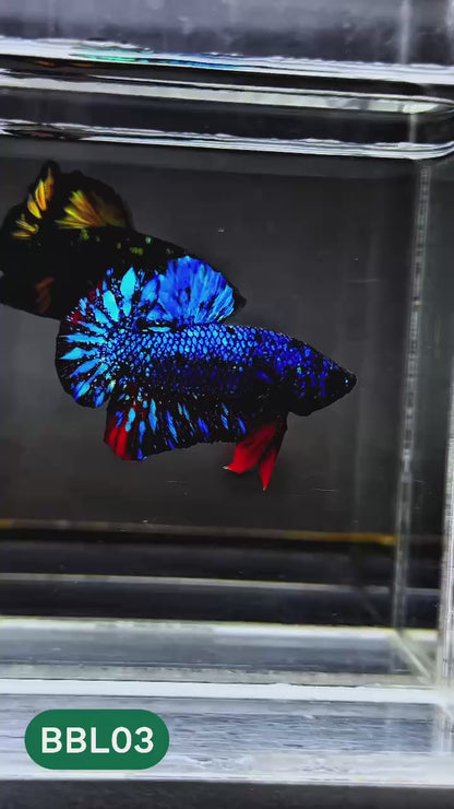 Black Star Nebula Plakat Male Betta | You Pick Betta | High Grade