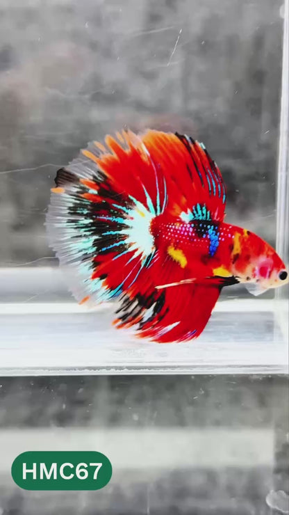 Multicolor Halfmoon Male Betta Fish | High Grade | Order Directly From Farm |  You Pick Fish |