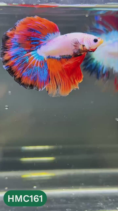 Multicolor Halfmoon Male Betta Fish | Order Directly From Farm | You Pick Fish