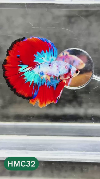 Multicolor Halfmoon Male Betta Fish | High Grade | Order Directly From Farm |  You Pick Fish |