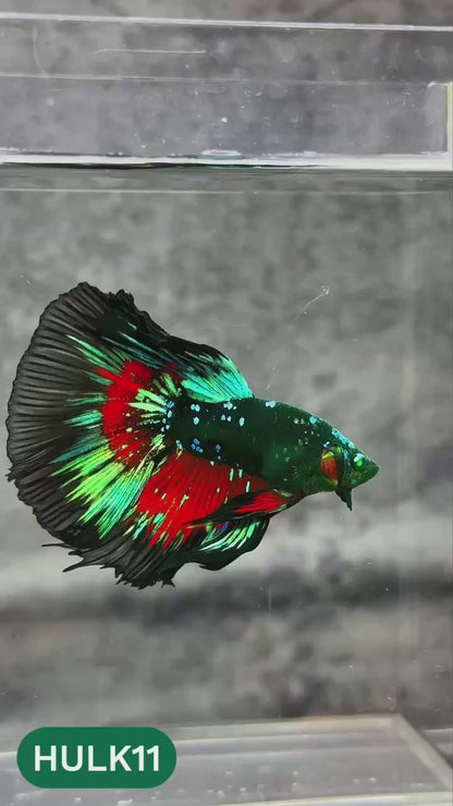 Black Hulk Halfmoon Male Betta Fish | You Pick Fish