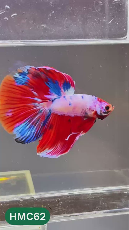 Multicolor Halfmoon Male Betta Fish | High Grade | Order Directly From Farm |  You Pick Fish |
