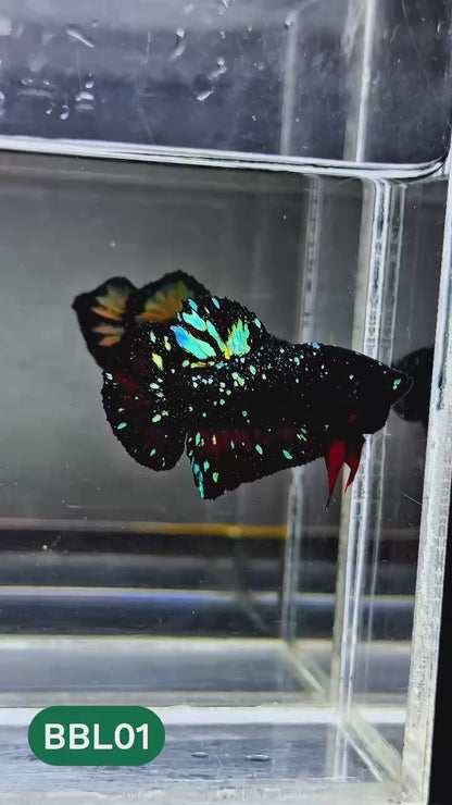 Black Star Nebula Plakat Male Betta | You Pick Betta | High Grade