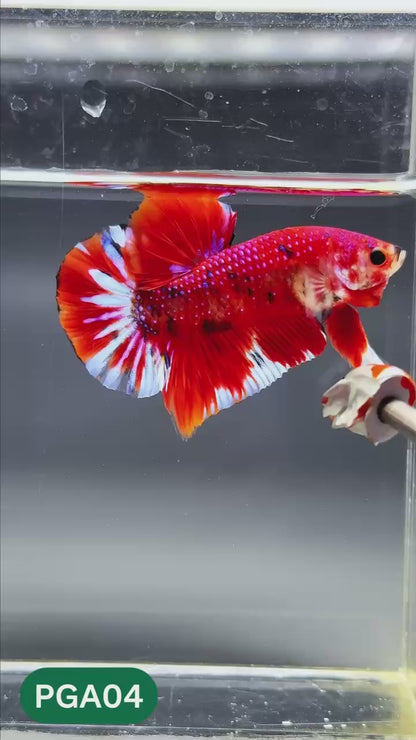 King Giant Plakat Male Betta Fish | You Pick Fish | High Grade