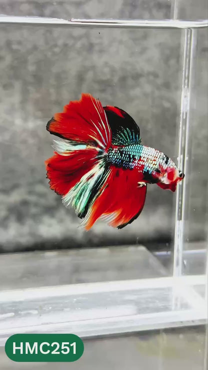 Multicolor Halfmoon Male Betta Fish | Order Directly From Farm | You Pick Fish