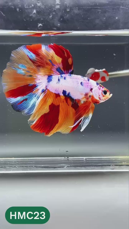 Multicolor Halfmoon Male Betta Fish | High Grade | Order Directly From Farm |  You Pick Fish
