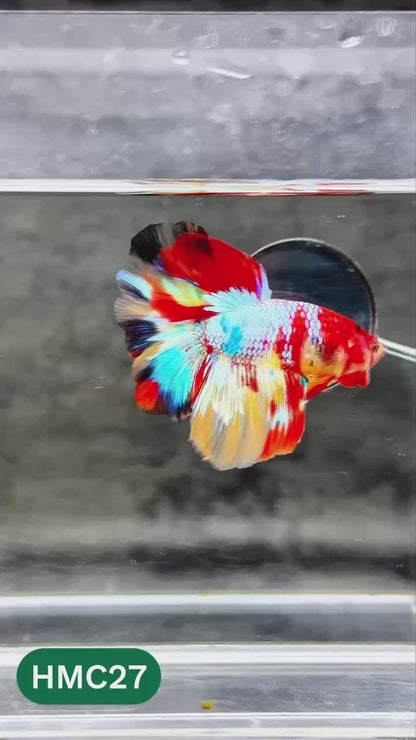Multicolor Halfmoon Male Betta Fish | High Grade | Order Directly From Farm |  You Pick Fish |