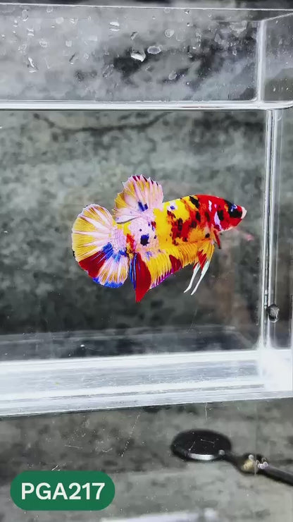 King Giant Plakat Male Betta Fish | You Pick Fish | High Grade