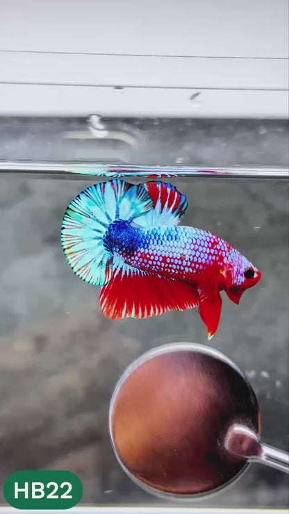 Hellboy Plakat Male Betta Fish | Order Directly From Farm | You Pick Fish