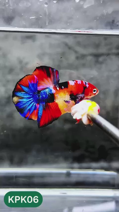 Multicolor Plakat Male Betta Fish |Show Grade|  You Pick Fish