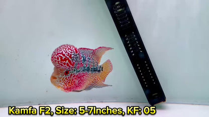 Golden Base Kamfa Flowerhorn Cichlid | You Pick Fish |