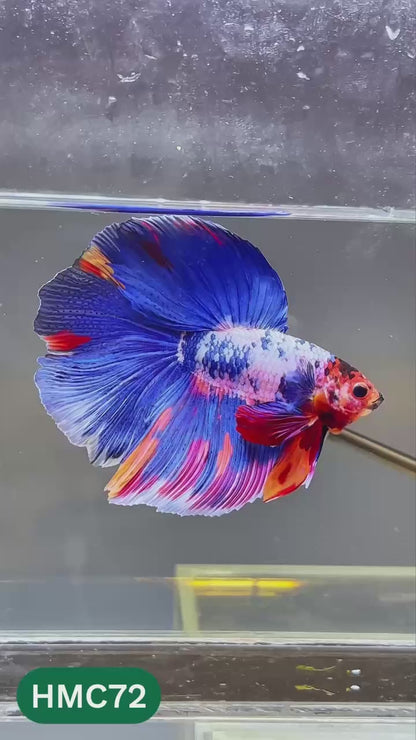 Multicolor Halfmoon Male Betta Fish | High Grade | Order Directly From Farm |  You Pick Fish |