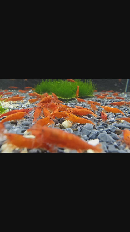 Orange Pumpkin Spice Sakura Neocaridia Shrimp