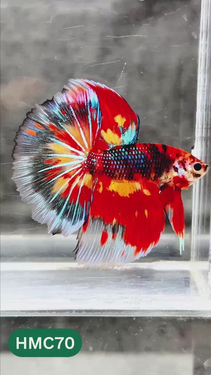 Multicolor Halfmoon Male Betta Fish | High Grade | Order Directly From Farm |  You Pick Fish |