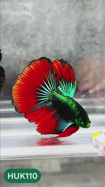 Black Hulk Halfmoon Male Betta Fish | You Pick Fish