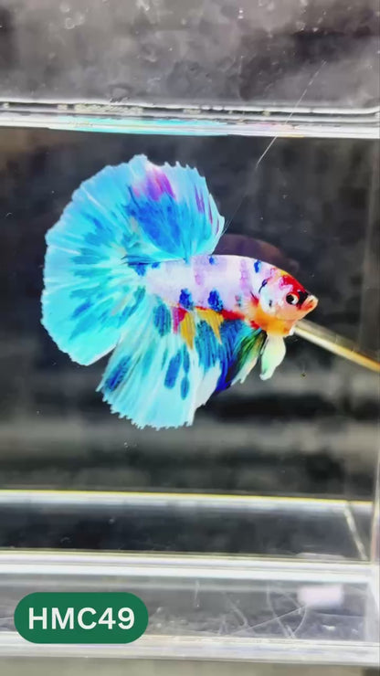 Multicolor Halfmoon Male Betta Fish | High Grade | Order Directly From Farm |  You Pick Fish |