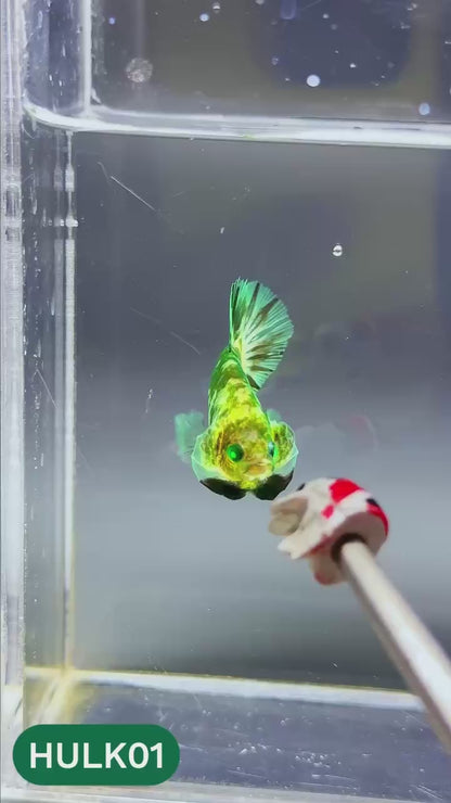 Galaxy Hulk Plakat Male Betta Fish | Exotic Grade | You Pick