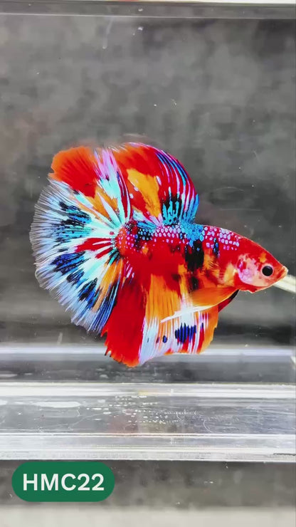 Multicolor Halfmoon Male Betta Fish | High Grade | Order Directly From Farm |  You Pick Fish |