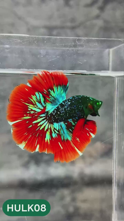 Black Hulk Halfmoon Male Betta Fish | You Pick Fish