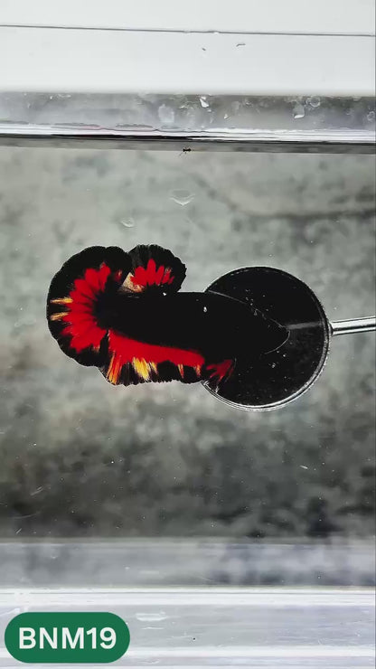 Dark Flame Hellfire Plakat Male Betta Fish | You Pick Fish | Rare Betta