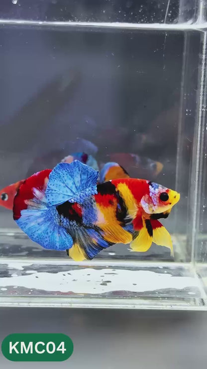 Multicolor Yellow Base Plakat Male Betta Fish | Order Directly From Farm |  You Pick Fish