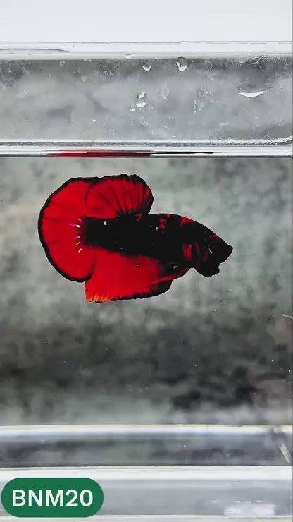 Dark Flame Hellfire Plakat Male Betta Fish | You Pick Fish | Rare Betta