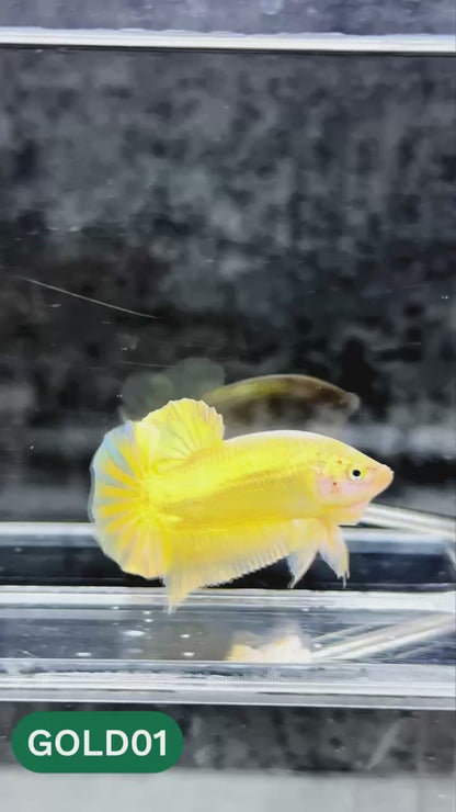 Super Gold Plakat Male Betta Fish | You Pick Fish | Show Grade