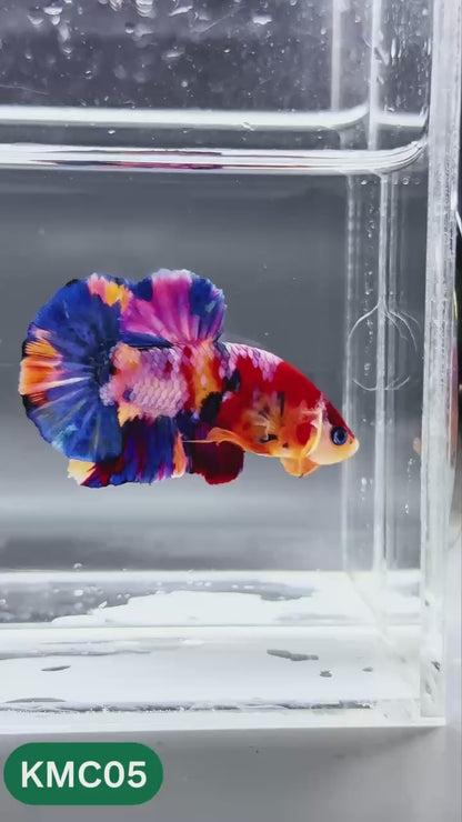 Multicolor Yellow Base Plakat Male Betta Fish | Order Directly From Farm |  You Pick Fish