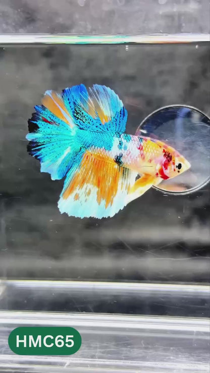 Multicolor Halfmoon Male Betta Fish | High Grade | Order Directly From Farm |  You Pick Fish |