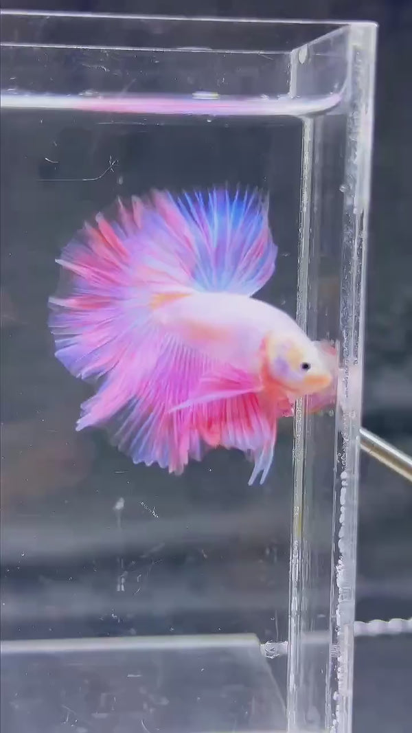 Pink Halfmoon Male Betta Fish — Swimming Video