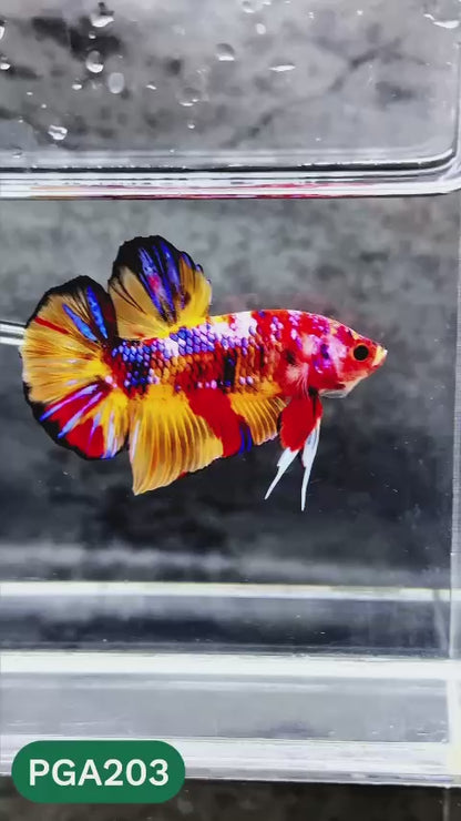 King Giant Plakat Male Betta Fish | You Pick Fish | High Grade