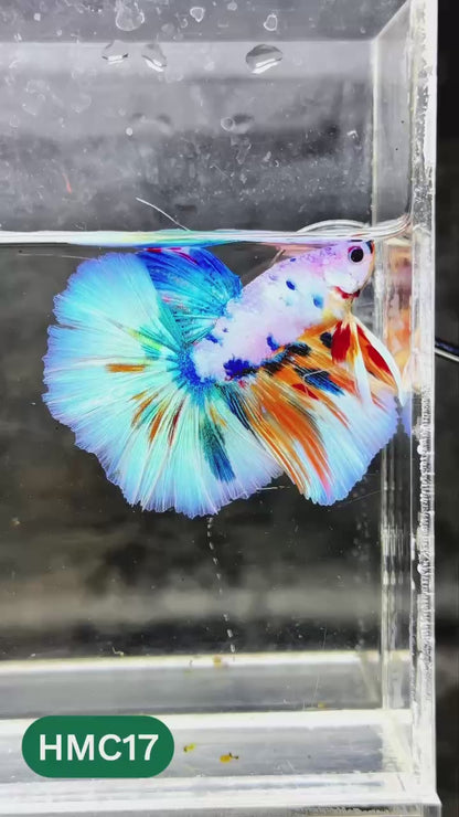 Multicolor Halfmoon Male Betta Fish | High Grade | Order Directly From Farm |  You Pick Fish |