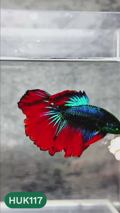 Black Hulk Halfmoon Male Betta Fish | You Pick Fish