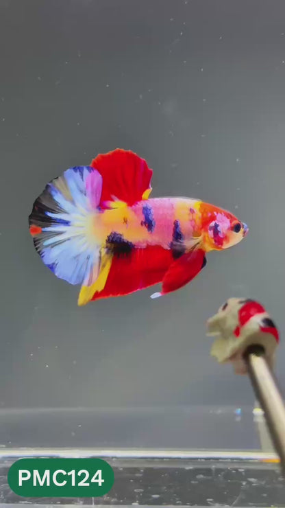 Multicolor Plakat Male Betta Fish |Show Grade|  You Pick Fish