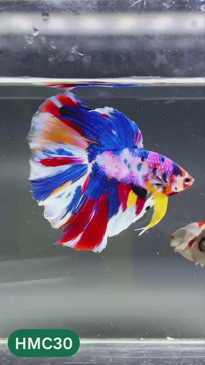 Multicolor Halfmoon Male Betta Fish | High Grade | Order Directly From Farm |  You Pick Fish