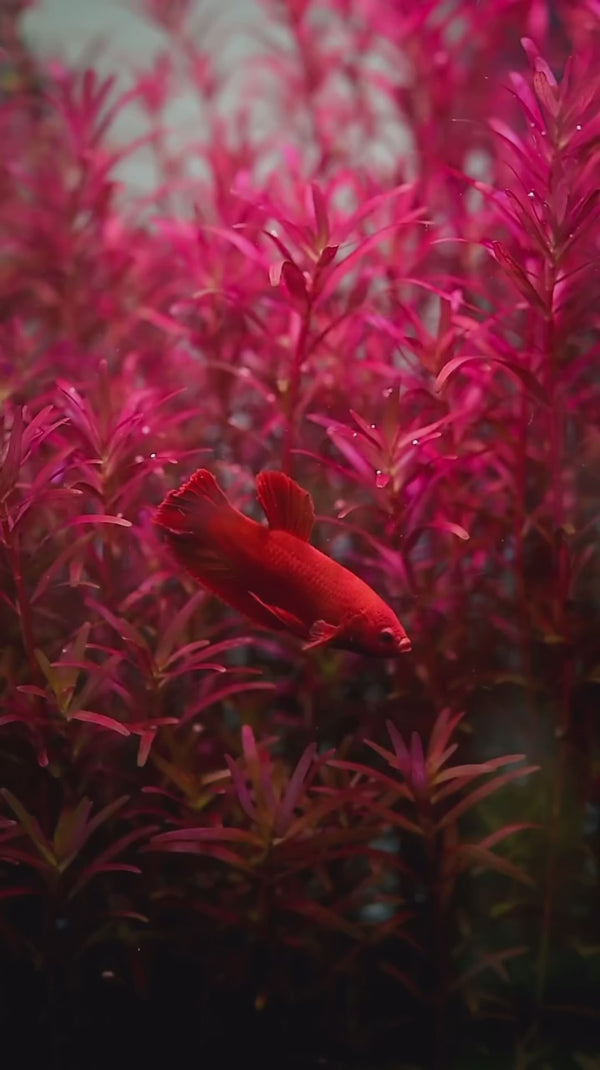 Super Red Plakat Male Betta Fish — Swimming Video