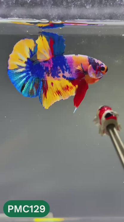 Multicolor Plakat Male Betta Fish |Show Grade|  You Pick Fish