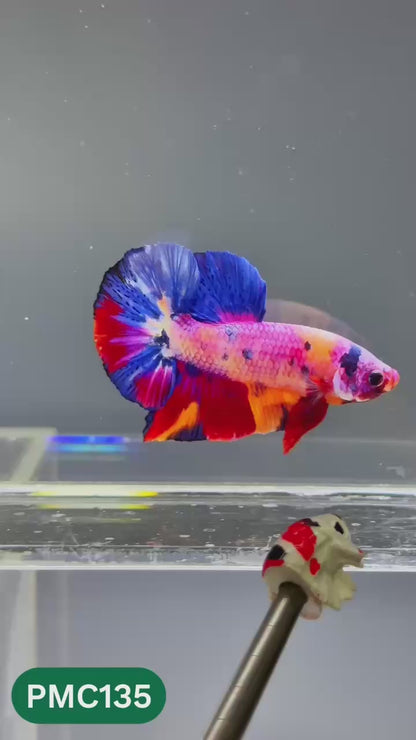 Multicolor Plakat Male Betta Fish |Show Grade|  You Pick Fish