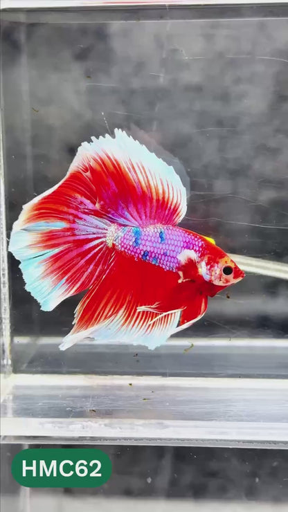 Multicolor Halfmoon Male Betta Fish | High Grade | Order Directly From Farm |  You Pick Fish |