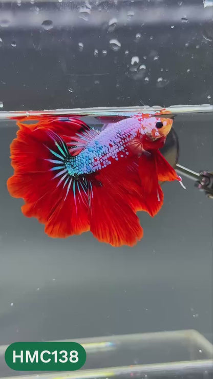 Multicolor Halfmoon Male Betta Fish | Order Directly From Farm | You Pick Fish