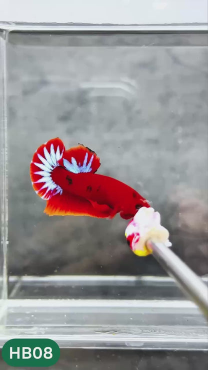 Hellboy Plakat Male Betta Fish | Order Directly From Farm | You Pick Fish